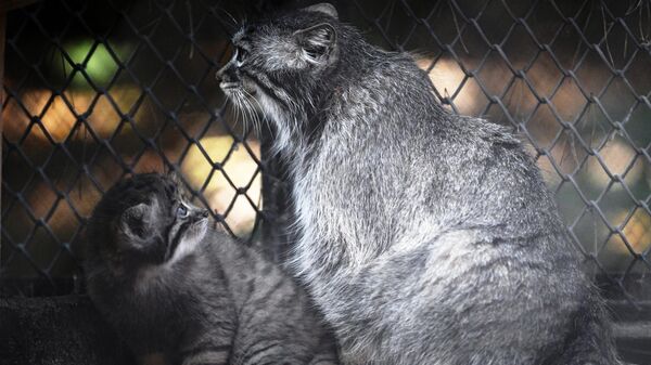 Самка манул с детёнышем в Новосибирском зоопарке